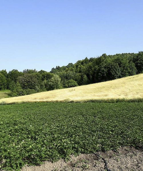 Campo di Patata rossa