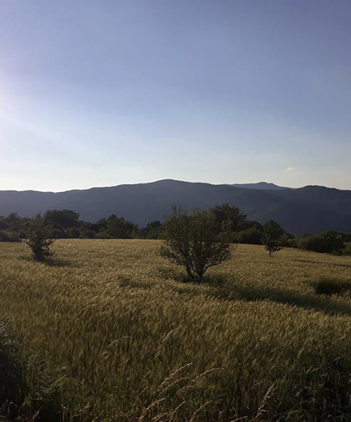 Grano Carosella del Pollino