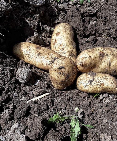 Coltivazione di patate bianche e rosse