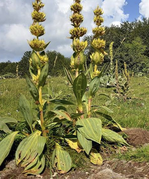 Piantagioni di genziana