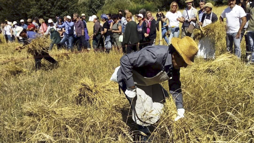 Palio del Grano a Terranova di Pollino (PZ)