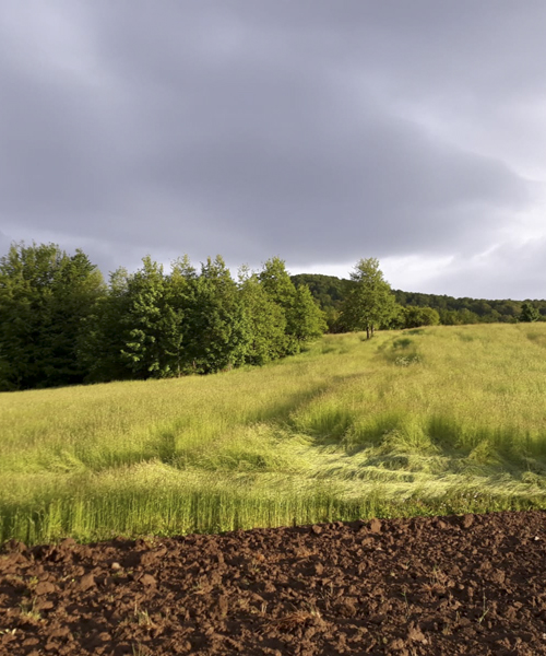 Azienda agricola La Garavina