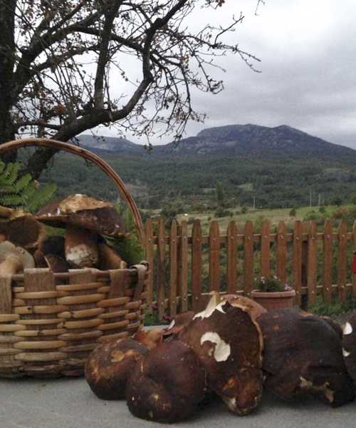 Funghi porcini Agriturismo Pollino