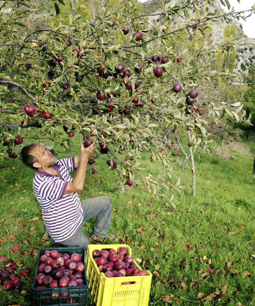 Mele Agriturismo Pollino