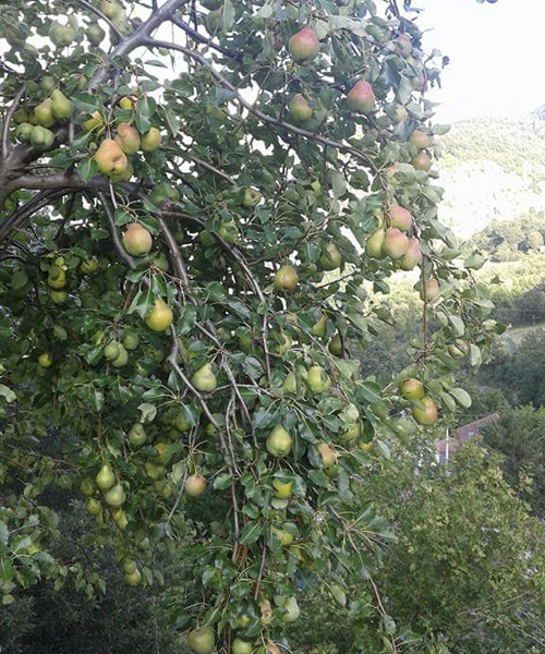 Pere Agriturismo Pollino