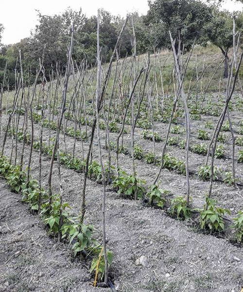 Piantine di fagioli Agriturismo Pollino