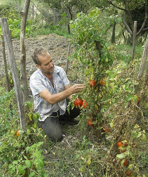 Pomodori Agriturismo Pollino