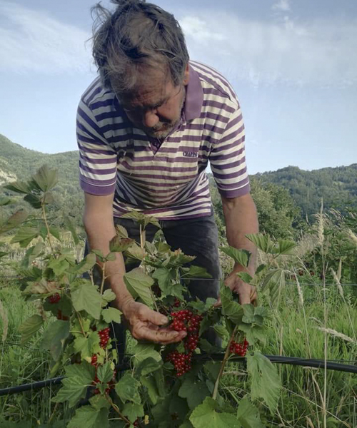 Ribes Agriturismo Pollino