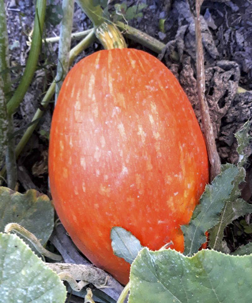 Zucca Agriturismo Pollino