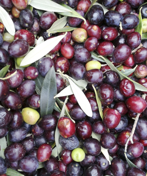 Olive Agriturismo Pollino